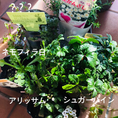 ビオラ/タイガーアイ/花のある暮らし/ネモフィラ/シュガーバイン/アリッサム/... 年末になるにつれ、
割引率が高くなるお花…