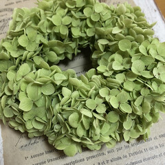 ナチュラルインテリア/ハンドメイド雑貨/ハンドメイド/リースのある暮らし/紫陽花リース/アナベル リース/... ご近所さんに頂いたアナベルでリース。
初…