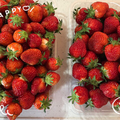 簡単いちごジャム/いちごジャム/いちご大好き/いちご/ハンドメイド 朝からいちごちぎりの手伝い🍓
左→お使い…