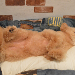 Korokorom が投稿したフォト 私の履いてたジーンズのリメイクで 犬用ベッド作りました たま 19 08 16 23 47 25 Limia リミア