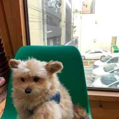 カフェ/ころすけ/ポメプー/犬OK/犬/ドッグカフェ/... 栄町にあるドッグカフェへ行ってきたよ(*…(3枚目)