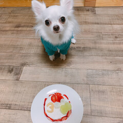 LIMIAペット/LIMIAペット部/おめでとう/3歳/お誕生日ケーキ/お誕生日/... うたちゃん3歳のお誕生日🎉🎉🎉
にいにの…(1枚目)