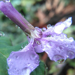 春雨/菜種梅雨/おでかけ/暮らし 雨☔の日の朝見つけた点景です

麦の葉に…(2枚目)