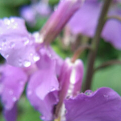 春雨/菜種梅雨/おでかけ/暮らし 雨☔の日の朝見つけた点景です

麦の葉に…(3枚目)