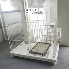 ミックス犬/ミニチュアダックス/マルチーズ/マルックス/トリミング/お片付け/... こんばんは🌃
.
.
今日のこそうじは、…