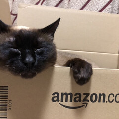 Amazon/おやすみショット/おやすみ/ねこ/はじめてフォト投稿/LIMIAペット同好会/... ZOZOTOWNの箱から乗り換えたのにゃ…(1枚目)