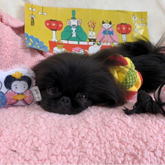 ひな祭りのおもちゃ/ペキニーズブラック/Pekingese/かわいい犬/ミルキーっ子/LIMIAペット同好会/... ひなまつり🎎🍡🌸の
おもちゃが届いたの🌟…(2枚目)