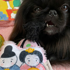 ひな祭りのおもちゃ/ペキニーズブラック/Pekingese/かわいい犬/ミルキーっ子/LIMIAペット同好会/... ひなまつり🎎🍡🌸の
おもちゃが届いたの🌟…(3枚目)