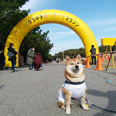 豆柴/柴犬/LIMIAペット同好会/ペット/ペット仲間募集/犬/... 先週末は初めてのマラソン大会でした！(1枚目)
