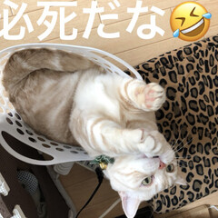 ペット/猫/にゃんこ同好会 (1枚目)