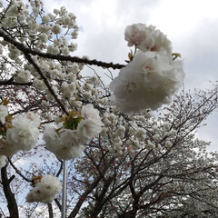 花見/公園巡り/桜/おでかけ ソメイヨシノの次に咲いた近所の桜！白い花…(2枚目)