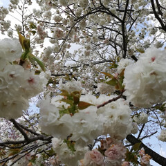 花見/公園巡り/桜/おでかけ ソメイヨシノの次に咲いた近所の桜！白い花…(1枚目)