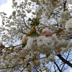 花見/公園巡り/桜/おでかけ ソメイヨシノの次に咲いた近所の桜！白い花…(3枚目)