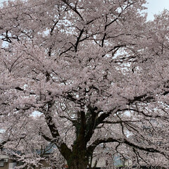 平成最後の一枚/春のフォト投稿キャンペーン/LIMIAおでかけ部/フォロー大歓迎/おでかけ/風景/... 菜の花はまだいけそうかなぁ💕
でも桜は昨…(2枚目)