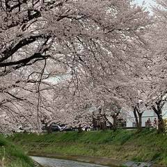 平成最後の一枚/春のフォト投稿キャンペーン/LIMIAおでかけ部/フォロー大歓迎/おでかけ/風景/... 菜の花はまだいけそうかなぁ💕
でも桜は昨…(4枚目)