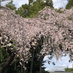 「桜桜、
父の亡くなった日が満開の桜だった…」(1枚目)