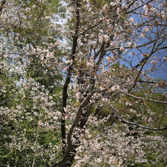 「桜桜、
父の亡くなった日が満開の桜だった…」(2枚目)