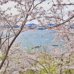 春のフォト投稿キャンペーン/春/おでかけ/風景/おでかけワンショット 撮影日:4月11日
やっと地元の桜巡りで…(1枚目)