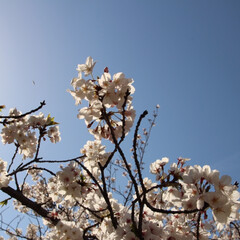 さくら/春のフォト投稿キャンペーン/平成最後の一枚/はじめてフォト投稿/フォロー大歓迎/令和カウントダウン/... お外の桜が綺麗だったのて…🌸(1枚目)