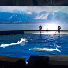 おでかけ/風景/令和元年フォト投稿キャンペーン 白鯨のショー(3枚目)