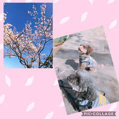 犬/風景 桜が五分咲き(^o^;)今日から娘が新学…(1枚目)