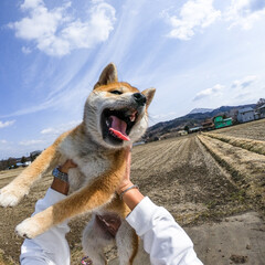 犬 Goproのフォトまとめ Limia リミア