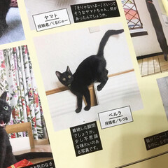 黒猫マニアックス/保護猫/黒猫/LIMIAペット同好会/ペット/猫/... ボク、雑誌に載ったんだよ〜！！(3枚目)
