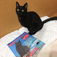 黒猫マニアックス/保護猫/黒猫/LIMIAペット同好会/ペット/猫/... ボク、雑誌に載ったんだよ〜！！(1枚目)