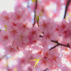 LIMIAおでかけ部/フォロー大歓迎/おでかけ/旅行/風景/春の一枚 早咲きの河津桜🌸✨
お気に入りの場所から📸(1枚目)
