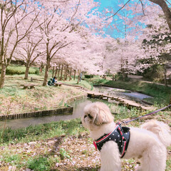ペット/犬/わんこ同好会/おでかけ/春の一枚 桜が綺麗で僕ウットリ🤤♥️(1枚目)