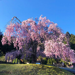 京都/春/桜/春のフォト投稿キャンペーン/おでかけ/旅行/... 週末、京都に住んでる友人宅へ。
百年桜が…(1枚目)