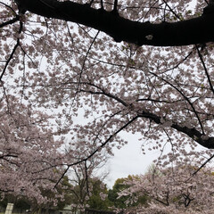 春のフォト投稿キャンペーン 雨模様の桜(1枚目)