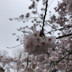 春のフォト投稿キャンペーン 姉の日の桜(1枚目)