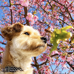 ミックス犬/犬のいる暮らし/春の一枚/LIMIAペット同好会/ペット/犬/... 一足先に咲く河津桜と一緒に📸(1枚目)