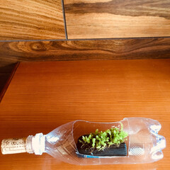 「ペットボトルで炭を使って苔栽培。上から水…」(1枚目)