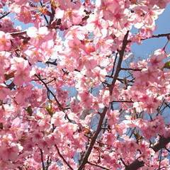 桜/春の一枚 (3枚目)
