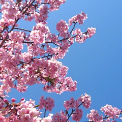 桜/春の一枚 (2枚目)