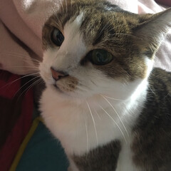 副作用/帯状疱疹/LIMIAペット同好会/猫派 ヒナちゃんが、なでなでして〜って顔で鳴く…