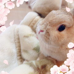 ウサギちゃん/LIMIAペット同好会/フォロー大歓迎/ペット お花とリボン🎀が可愛いね🐰💕

#うさぎ…(3枚目)