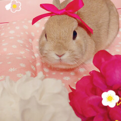 ウサギちゃん/LIMIAペット同好会/フォロー大歓迎/ペット お花とリボン🎀が可愛いね🐰💕

#うさぎ…(1枚目)
