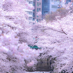 春のフォト投稿キャンペーン/おでかけ/旅行/風景/春の一枚 神田川の桜です。
満開でした(1枚目)