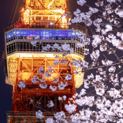 春のフォト投稿キャンペーン/平成最後の一枚/フォロー大歓迎/おでかけ/旅行/風景/... 東京タワー(1枚目)
