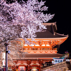おでかけ/旅行/風景/春の一枚 浅草寺の夜桜です。
夜の仲見世通りは静か…(1枚目)
