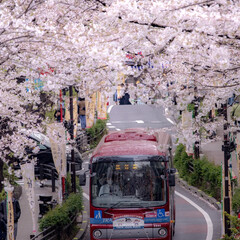 春のフォト投稿キャンペーン/おでかけ/旅行/風景/春の一枚 渋谷 桜丘町の桜通りです。
東急トランセ…(1枚目)