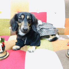 お正月2020/住まい/暮らし/フォロー大歓迎/犬/ミニチュア・ダックスフンド/... 「あけまして、おめでとう㊗️🎊🎉
」なの…