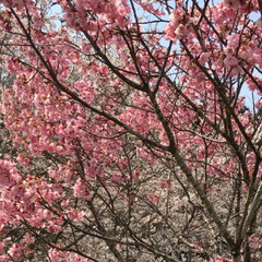 お花見/桜/ピンクの桜/春のフォト投稿キャンペーン/フォロー大歓迎/おでかけ/... お花見🌸

ピンクの桜がとっても可愛い💕(2枚目)