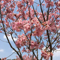 お花見/桜/ピンクの桜/春のフォト投稿キャンペーン/フォロー大歓迎/おでかけ/... お花見🌸

ピンクの桜がとっても可愛い💕(1枚目)