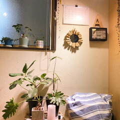インテリア/ヴェクセル/植物のある暮らし/植物/イケア/IKEA IKEAで購入した、植物育成ライトのおか…(1枚目)