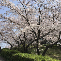 桜/フォロー大歓迎 30日..今年初の花見🌸
綺麗でしたー💕
(1枚目)