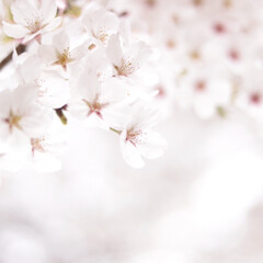 満開/いいね返し/花/春/桜並木/花見/... 公園の桜が満開でとても綺麗だったので🌸
…(1枚目)